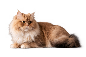 A fluffy cat with face censored on a transparent, white background, png, ideal for various concepts