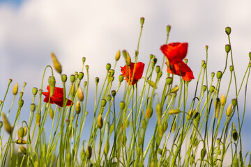 Maki na łące © Grzegorz Polak