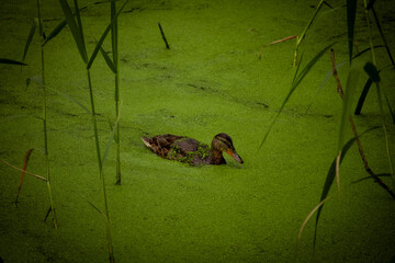 duck in a lake