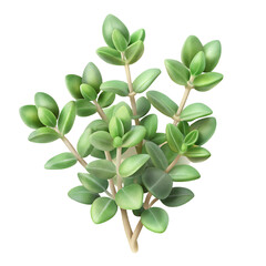 Obraz premium Thyme Botanical View On A Clean White Background Soft Watercolour Transparent Background