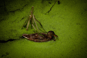 duck in a lake