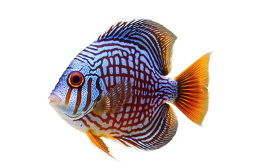 A vividly colored discus fish with intricate patterns, captured on a white background for transparent, png uses