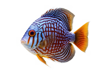 A vividly colored discus fish with intricate patterns, captured on a white background for transparent, png uses