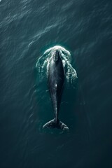 Realistic Whale Photo: DSLR, Ocean View, f/5.6