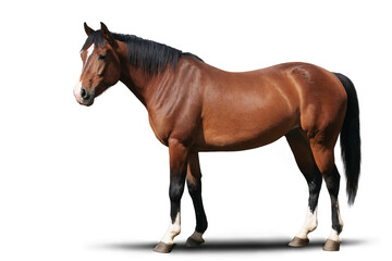 Naklejka premium Full side view of a majestic brown horse with a black mane against a transparent, white background in png format
