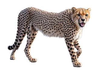 Full-body shot of a cheetah walking, featuring its spotted fur pattern on a transparent, white background, png, without identifying its face
