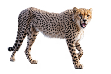 Full-body shot of a cheetah walking, featuring its spotted fur pattern on a transparent, white background, png, without identifying its face