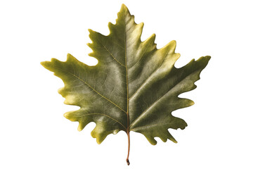 Fototapeta premium maple leaf isolated on white background , png 