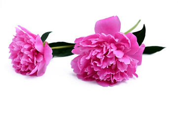 pink peonies flowers isolated on white background