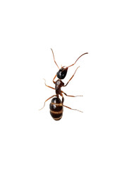 Black carpenter ant macro photo