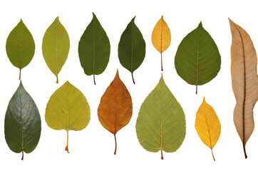 An assortment of green, yellow, and brown leaves positioned side by side on a white background, png, showcasing the life cycle of leaves