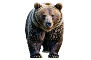 Obraz premium Majestic brown bear standing frontal and isolated with transparent, png, white background, great for wildlife themes