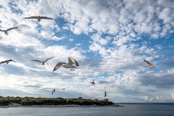 Touristic attraction at the sea: Seagulls flying nearby a boat and getting food from the passengers