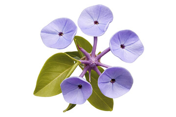 A vibrant cluster of periwinkle flowers with green leaves on a transparent, white background, png, perfect for nature designs