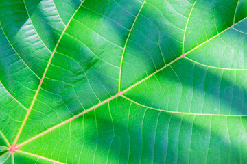Leaf texture. Natural green background
