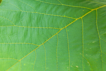 Teak tree leaf texture. Natural green background

