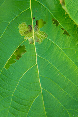 Tree leaves that have holes because they have been eaten by pests

