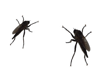 Asilidae a family of fly predatory insects numbering over 7,000. species. On isolated transparent background.