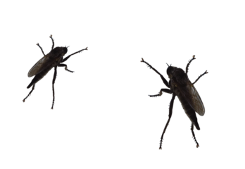 Asilidae a family of fly predatory insects numbering over 7,000. species. On isolated transparent background.