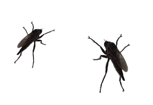 Asilidae a family of fly predatory insects numbering over 7,000. species. On isolated transparent background.
