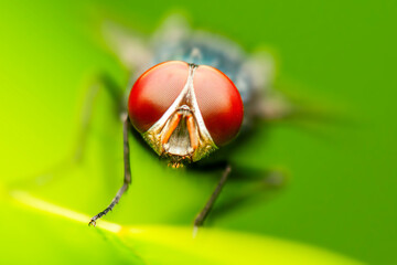 Calliphora vomitoria, known as the blue bottle fly, orange-bearded blue bottle, or bottlebee, is a species of blow fly, a species in the family Calliphoridae