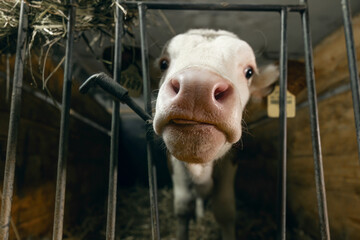 Feeding time at an indoor cowshed of a farm