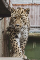 leopard in the zoo