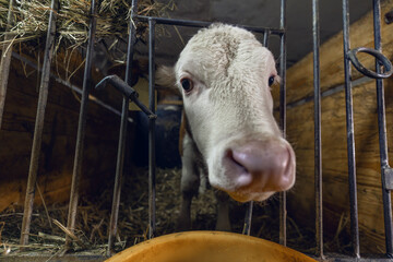 Feeding time at an indoor cowshed of a farm