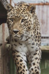 leopard in the zoo