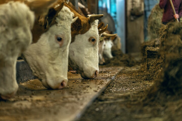Feeding time at an indoor cowshed of a farm