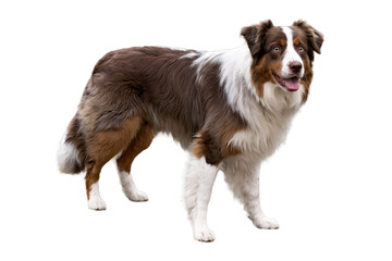 A brown and white dog stands in a side profile view, its face blurred, on a transparent, white background, png