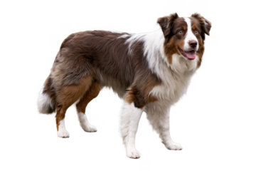 A brown and white dog stands in a side profile view, its face blurred, on a transparent, white background, png