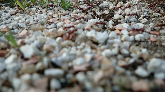 A nonconformist red ant running in the opposite direction to his entire colony symbolizing the effort involved in going against the vast majority. Think outside the box.