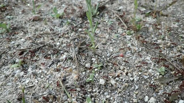 Red ant migration on a hot day of sultry heat before a thunderstorm. Habitat modification as a consequence of global warming. Selective focus, high angle view, pan right, copyspace.