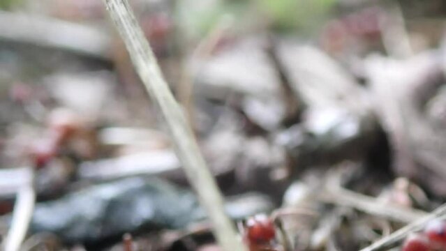 Closeup of red ant migration on a hot day of sultry heat before a thunderstorm. Habitat modification as a consequence of global warming. Tilt up.