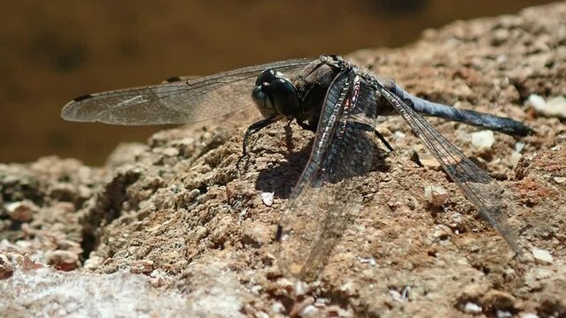 Dragonfly rests by a lake. Very close-up. According to science, global warming could cause the disappearance of dragonflies, which would be catastrophic for ecosystems.