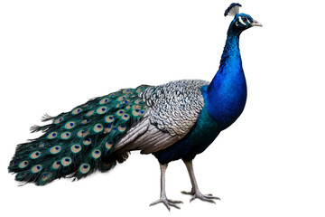 Obraz premium A beautiful peacock showcasing its stunning feathers and colors on a transparent, white background, ideal for png use
