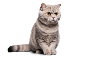A British Shorthair cat looking off to the side on a transparent, white background, png, good for pet-themed content