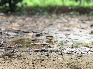 Water and mud in the meadow and forest background