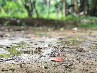 Water and mud in the meadow and forest background