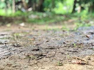 Water and mud in the meadow and forest background