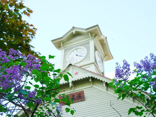 北海道の春 札幌時計台とライラック