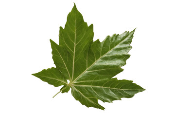 Fototapeta premium Detailed green maple leaf isolated on a transparent, white background, png, displaying its intricate vein structure