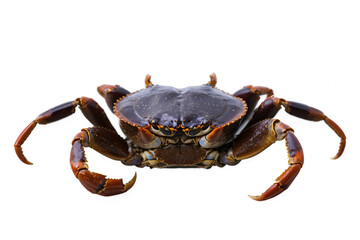 Detailed image of a crab with visible pincers and shell textures, ideal for transparent, white background, png usage
