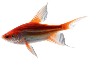 Fototapeta premium A vibrant red and orange goldfish swimming, isolated with transparent, white background,, png