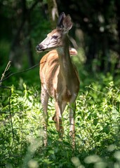 The young deer, with its slender legs and delicate frame, appears almost ethereal in the gentle light.