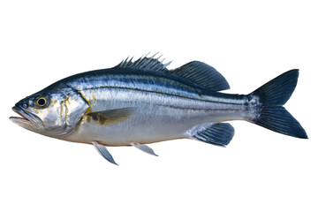 A high-quality image of a horse mackerel fish isolated on a transparent, white background in png format, with visible details