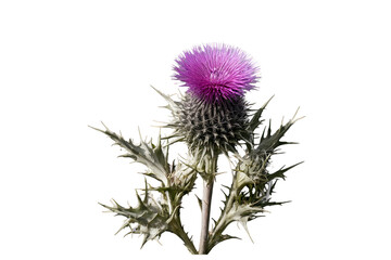 A sharp thistle flower showcasing its purple bloom and spiky leaves against a transparent, white background for a clear png image