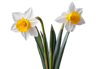 Fototapeta premium Two vibrant daffodils with full blooms and green stems set against a transparent, white background, png, perfect for spring-themed designs