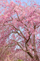 枝垂れ桜